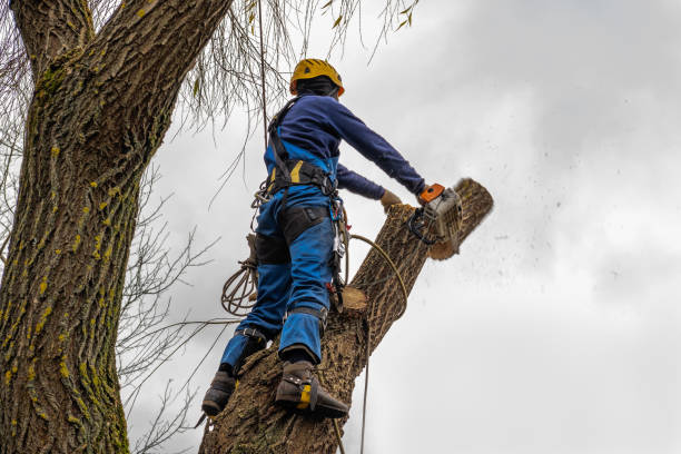 Reliable Haines City, FL  Tree Services Solutions